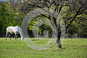 A gray horse is grazing in the apple orchard