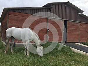 Gray horse grazing on lush spring grass in front of picturesque barn photo