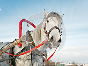 Gray horse in harness close up outdoors in winter