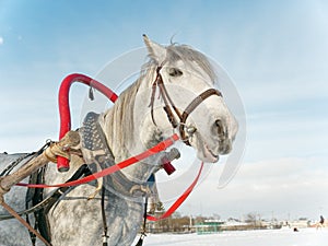 Gray horse in harness close up outdoors in winter