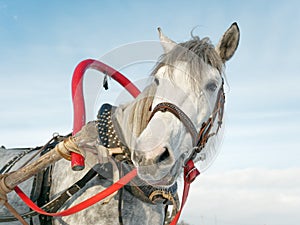 Gray horse in harness close up outdoors in winter