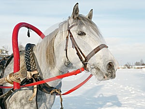 Gray horse in harness close up outdoors in winter