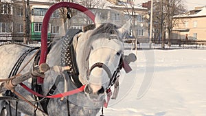 Gray horse in harness close up outdoors in winter