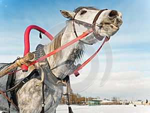 Gray horse in harness close up outdoors in winter