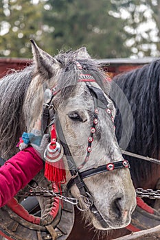 The gray horse head in bridle