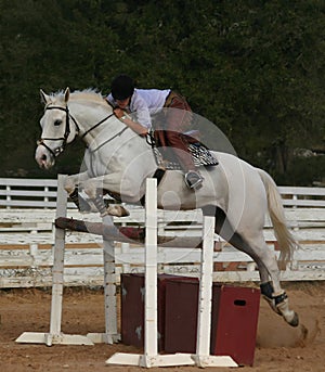 Gray horse jump