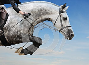 Gray horse in jumping show against blue sky