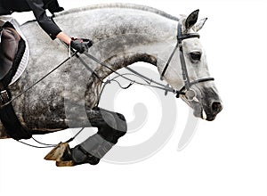 Gray horse in img