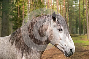Gray horse with long mane, profile of an animal, against a background
