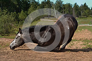 A gray horse is lying on the sand. Illustration for an equestrian magazine. Veterinary medicine, colic or rest photo