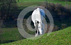 A gray horse on a meadow in early springtime in the Odenwald, Germany