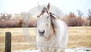 Gray Horse in the Montana Winds