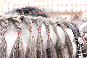 Gray horse neck with plaited mane. Outdoors.