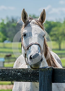 Gray Horse at Old Fence