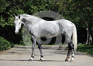 Gray horse orlov trotter breed