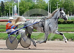 The gray horse Orlov trotter breed in motion