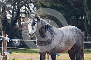 Gray horse in the pasture with braids braided on the mane