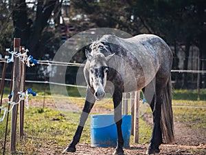 Gray horse in the pasture with braids braided on the mane.