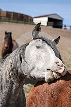 Gray Horse Playing photo