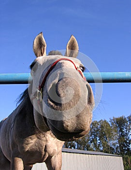 Gray horse poked a curious nose funny face head