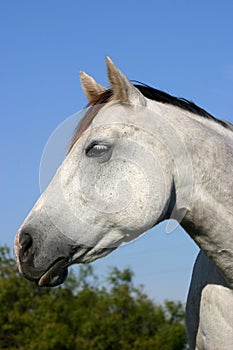 Gray Horse Portrait