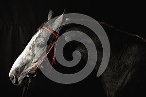 Gray horse portrait in black background