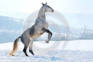 Gray horse rearing on snow