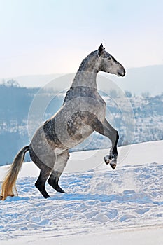 Gray horse rearing on snow