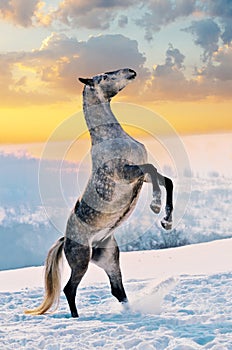 Gray horse rearing on snow