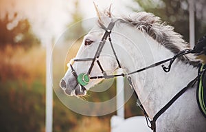 A gray horse rides fast on a sunny day, and the wind blows its mane. Horseback riding