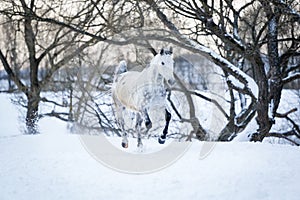 Gray horse running gallop in winter forest