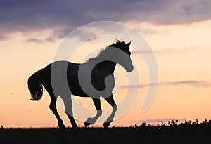 Gray horse running on hill on sunset