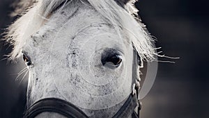 Gray horse`s eyes close-up. Horse muzzle close up