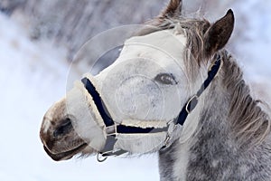 Gray horse's head close up