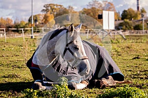 Gray horse sleeping in the field in summer