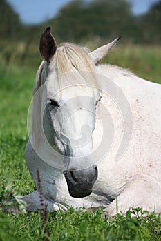 Gray horse sleeping at the pasture