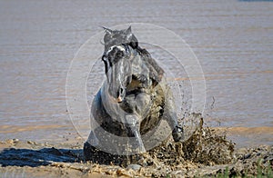 Gray horse splashing on the muddy beach in McCullough Peaks Area in Cody, Wyoming