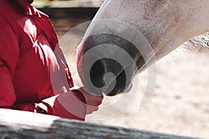 The gray horse touches the mans hand with his nose. The concept of trust and raising animals at home