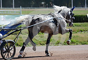 The gray horse trotter breed in trotting on hippodrome. Harness horse racing