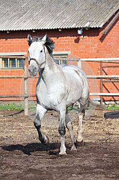 Gray horse trotting in the paddock