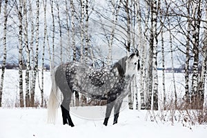 Gray horse on white snow