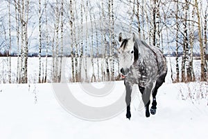 Gray horse on white snow