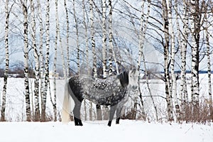 Gray horse on white snow