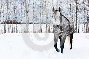 Gray horse on white snow