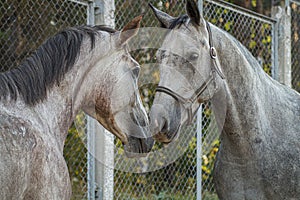 gray horses