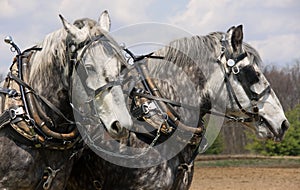 Gray Horses