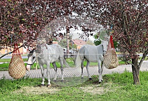 Gray horses are eating outdoor on the street