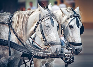 Gray horses pulling a harnessed horse team