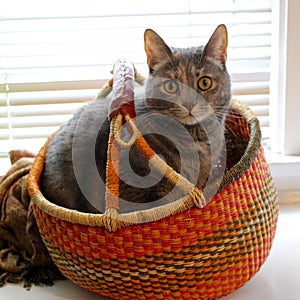 Gray house cat in an orange basket