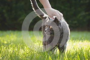 Gray house cat standing in the green, sunny garden. Human hand touches it from above